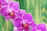 Fototapeta przepiÄkne orchidee na drewnianym tle 
