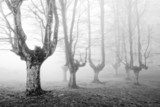 Fototapeta przerażający las z przerażającymi drzewami