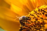 Fototapeta pszczoła