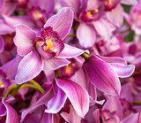 Fototapeta Purpurowy bukiet orchidei. Kwiatowy wzór.