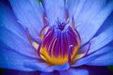 Fototapeta Purpurowy kwiat lotosu