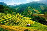 Fototapeta Rice pola na tarasach w Vietnam