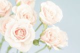 Fototapeta Różany ogród pastelowej miłości 