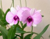 Fototapeta różowa orchidea