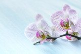 Fototapeta Różowa orchidea na błękitnym tle