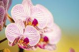 Fototapeta Różowa orchidea, Phalaenopsis