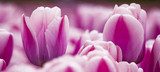 Fototapeta Różowe tulipany i magia natury