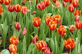 Fototapeta Rozwijające tulipany. Magia kolorów.