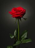 Fototapeta Samotna czerwona róża. Fototapeta.