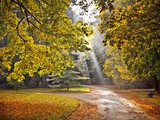 Fototapeta Ścieżka w parku jesienią. Jesienny krajobraz.