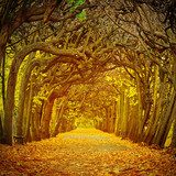 Fototapeta Ścieżka w pięknym parku przy jesienią