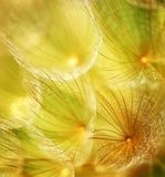 Fototapeta Słłoneczne żółte latawce