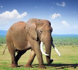 Fototapeta Słoń z dużymi kłami