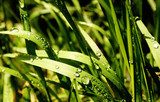 Fototapeta Słoneczna trawa z rosą
