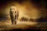 Fototapeta Słonie o zachodzie słońca