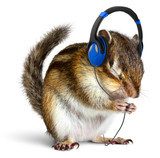 Fototapeta Śmieszne wiewiórki słuchanie muzyki na słuchawkach