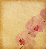 Fototapeta Stary zużyty papier z orchidei