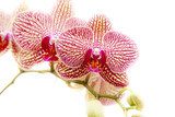 Fototapeta storczyki phalaenopsis