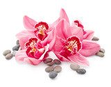 Fototapeta Subtelna kompozycja orchidei i kamieni