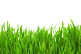 Fototapeta Świeża Zielona trawa z kropli rosą / odizolowywającą na bielu