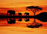Fototapeta Sylwetka słonia o zachodzie słońca