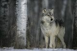Fototapeta Szary wilk, Canis lupus