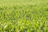 Fototapeta trawa z rosą w świetle poranka