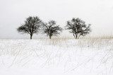 Fototapeta Trzy drzewa w śniegu