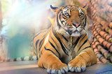Fototapeta Tygrys w słońcu