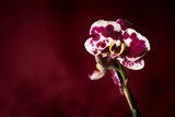 Fototapeta tygrysia orchidea
