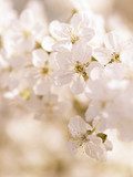 Fototapeta W bieli kwiatów wiśni