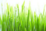 Fototapeta W słonecznym gąszczu traw 