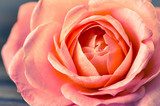 Fototapeta W uścisku różanej róży