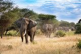Fototapeta Wędrowcy afrykańskiej sawanny
