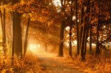 Fototapeta Wędrówki ślad w złotym jesieni słońcu, mgle i