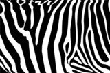 Fototapeta wektor - zebra tekstury Czarno-biały