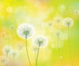 Fototapeta Wektorowy wiosny tło z białymi dandelions.