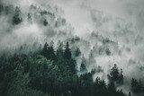 Fototapeta Widok na mgliste góry. Drzewa w porannej mgle