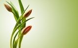 Fototapeta Wiosenna magia tulipanów 