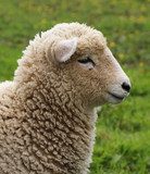Fototapeta Wooly Sheep