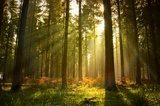 Fototapeta Zaczarowany las w promieniach słońca
