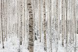 Fototapeta Zakończenie brzozy drewno w zimie w Finlandia