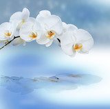 Fototapeta Zamknij się z orchidei z refleksji.