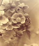 Fototapeta Zawilec japoński (windflower)
