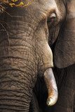 Fototapeta Zbliżenie portret słonia