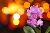 Fototapeta Zbliżenie różowa orchidea z tło pomarańczowymi światłami.