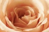 Fototapeta Zbliżenie róży
