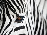Fototapeta Zbliżenie twarz zebra