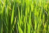 Fototapeta zbliżenie zielona trawa