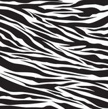 Fototapeta Zebra. Magia w bieli i czerni